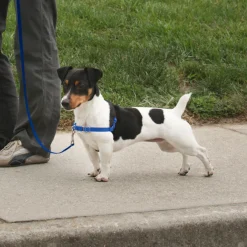 PetSafe Deluxe Easy Walk No Pull Dog Harness, Ocean/Black
