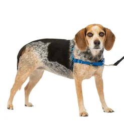 PetSafe Easy Walk Dog Harness Royal Blue/Navy