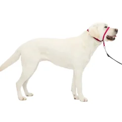 PetSafe Gentle Leader Headcollar for Dogs, Raspberry