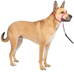 PetSafe Gentle Leader Headcollar for Dogs, Raspberry