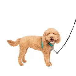 PetSafe 3-in-1 Dog Harness with Car Control Strap, Teal