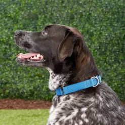 PetSafe Nylon Martingale Dog Collar, Large