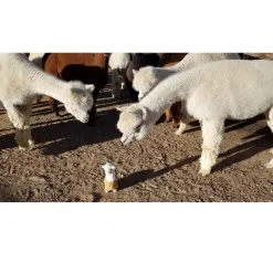 Petsport USA Dolly Llama Plush Dog Toy