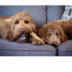 Petstages Dogwood Durable Stick Dog Toy