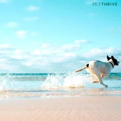 Petthrive Soft Chews with Resveratrol Advance Joint Care for Dogs