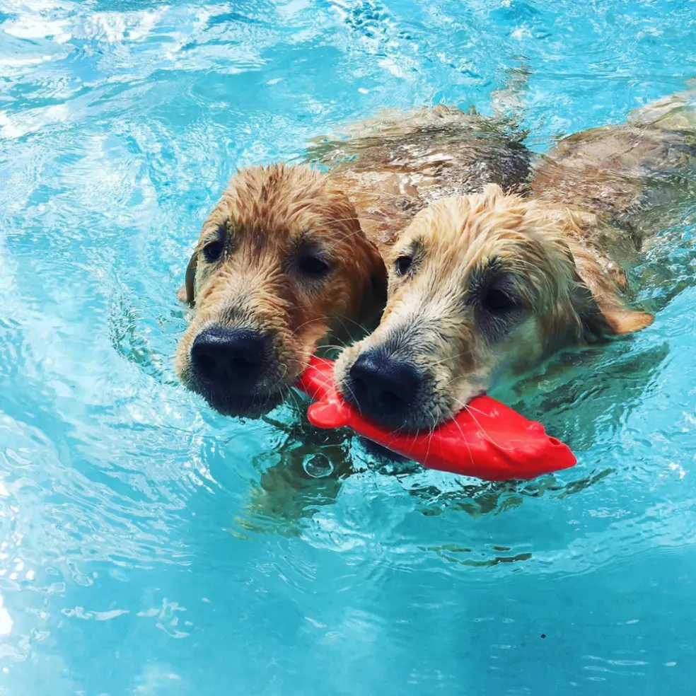 Ruff Daw Durable Floating Dog Toy, Assorted Colors