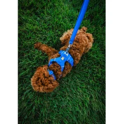 Ruffwear Front Range Dog Collar