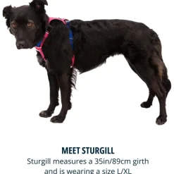 Ruffwear Hi & Light Dog Harness