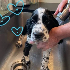 Shamless Pets Scritch Scratch I'm Taking a Bath Itch Relief Shampoo Bar For Dogs
