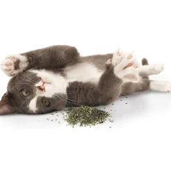 SmartyKat Certified Organic Catnip, 2-oz