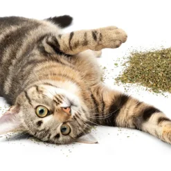 SmartyKat Certified Organic Catnip, 2-oz