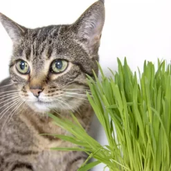 SmartyKat Sweet Greens Organic Oat Grass Grow Kit For Cats