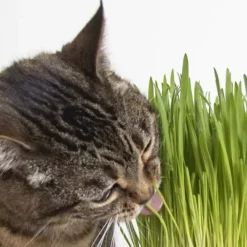 SmartyKat Sweet Greens Organic Oat Grass Grow Kit For Cats