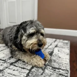 Spot Bam-Bones Dental Chew Toy For Dogs Bacon Flavor, 6.5