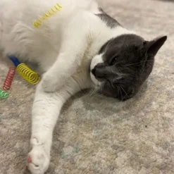 Spot Colorful Thin Springs Catnip Toy (10 pack)