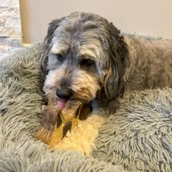 Spot Dura-Fused Chunkies Leather Racoon Chew Toy For Dogs