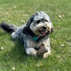 Spot Dura-Fused Chunkies Leather Bone Chew Toy For Dogs