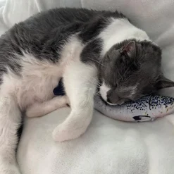 Spot Flippin' Fish Cat Toy
