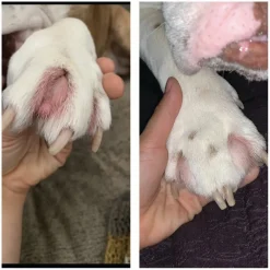 Squishface Toe Paste for Dogs (2 oz)