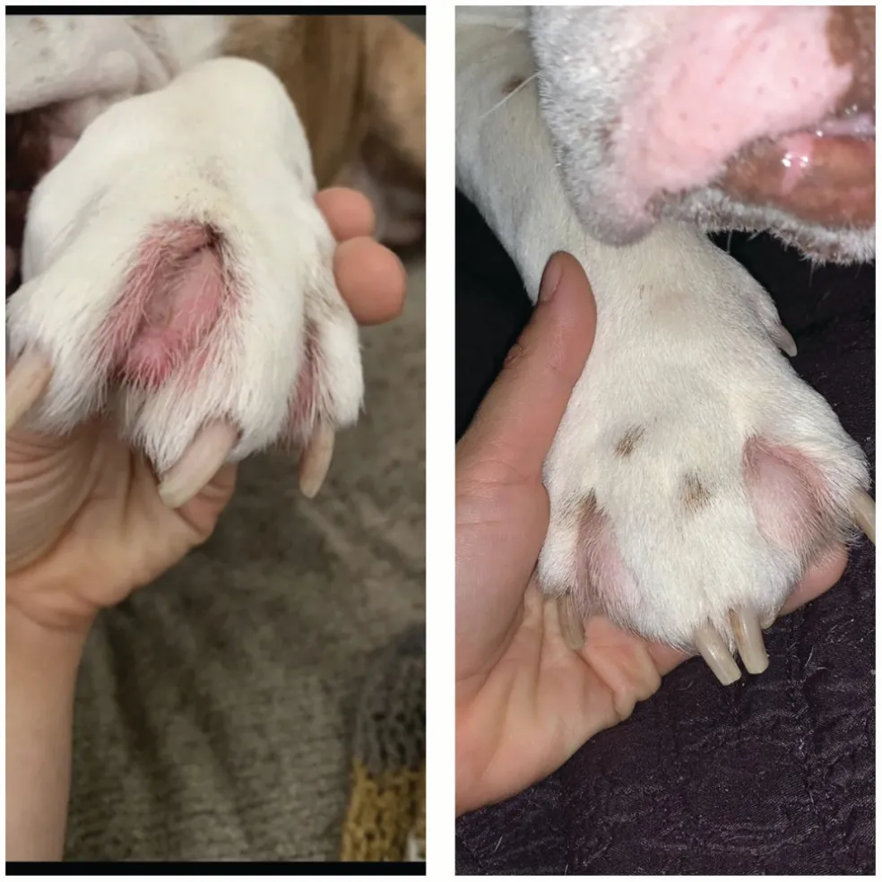 Squishface Toe Paste for Dogs (2 oz)
