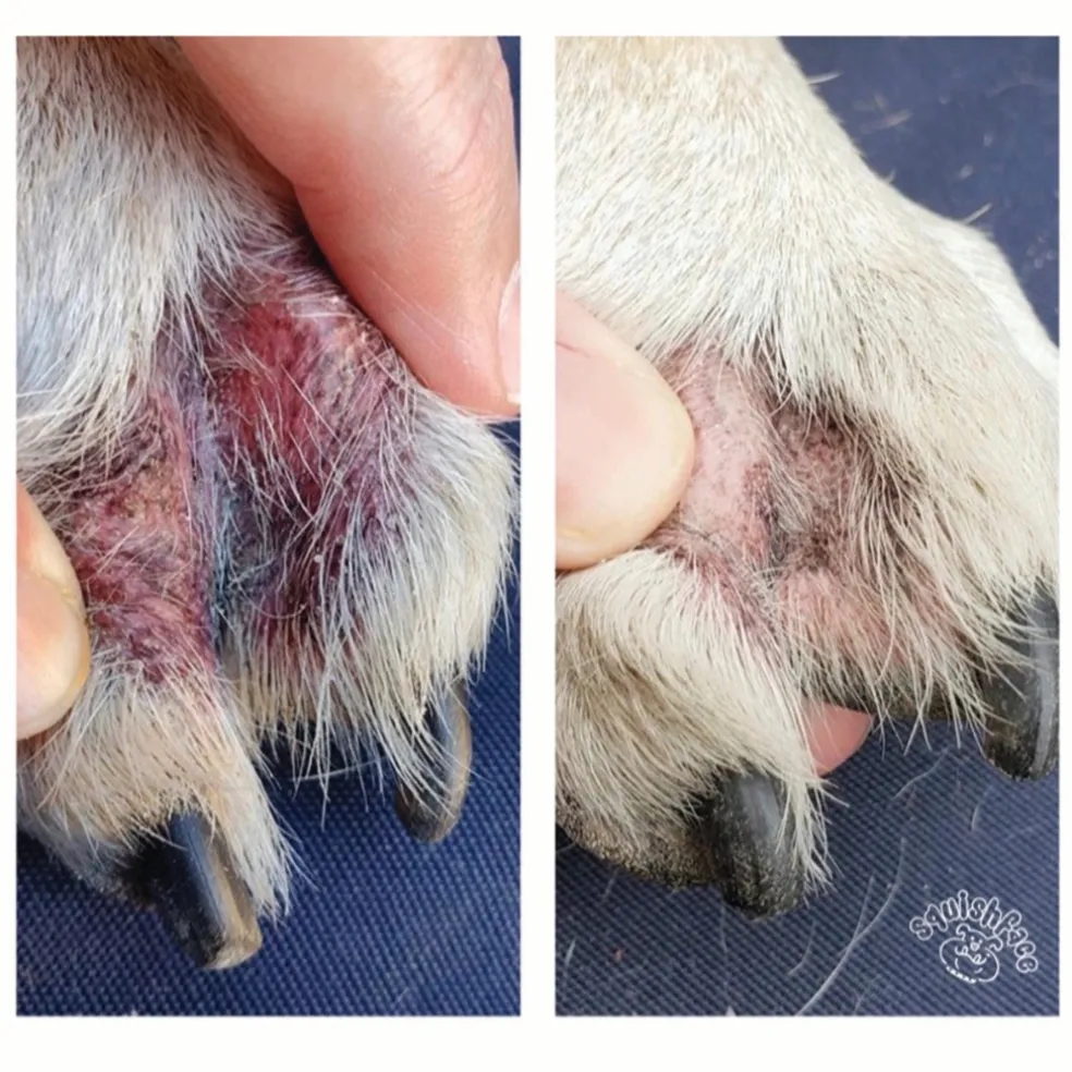 Squishface Toe Paste for Dogs (2 oz)