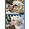 Squishface Wrinkle Paste Skin Fold Cleaner for Dogs (2 oz)