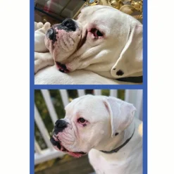 Squishface Wrinkle Paste Skin Fold Cleaner for Dogs (2 oz)