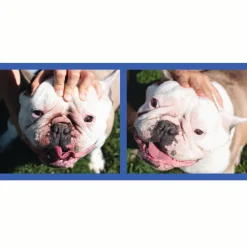 Squishface Wrinkle Paste Skin Fold Cleaner for Dogs (2 oz)