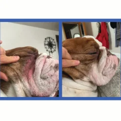 Squishface Wrinkle Paste Skin Fold Cleaner for Dogs (2 oz)