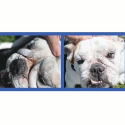 Squishface Wrinkle Paste Skin Fold Cleaner for Dogs (2 oz)