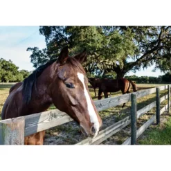 TVATI Equine Massage Oil, 30 doses - 2-ml, 1-pack (for Equine)