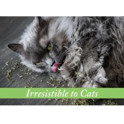 Van Ness Fresh-Nip Organic Catnip For Cats (1 oz)