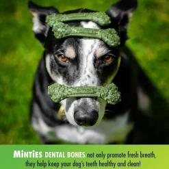 VetIQ Minties Dental Treats for Medium & Large Dogs