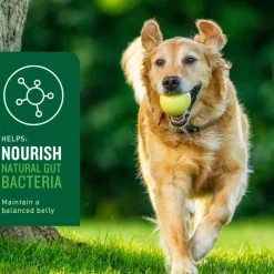 VetIQ Probiotic Soft Chew Supplement for Dogs (60 soft chews)