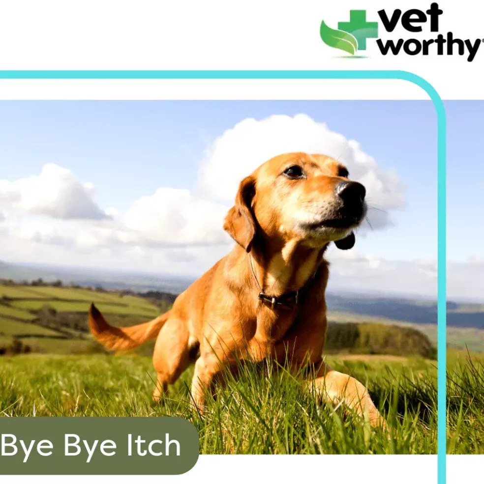 Vet Worthy Anti-Itch Spray for Dogs 8 oz
