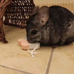 Ware Lava Star for Small Animal Chew