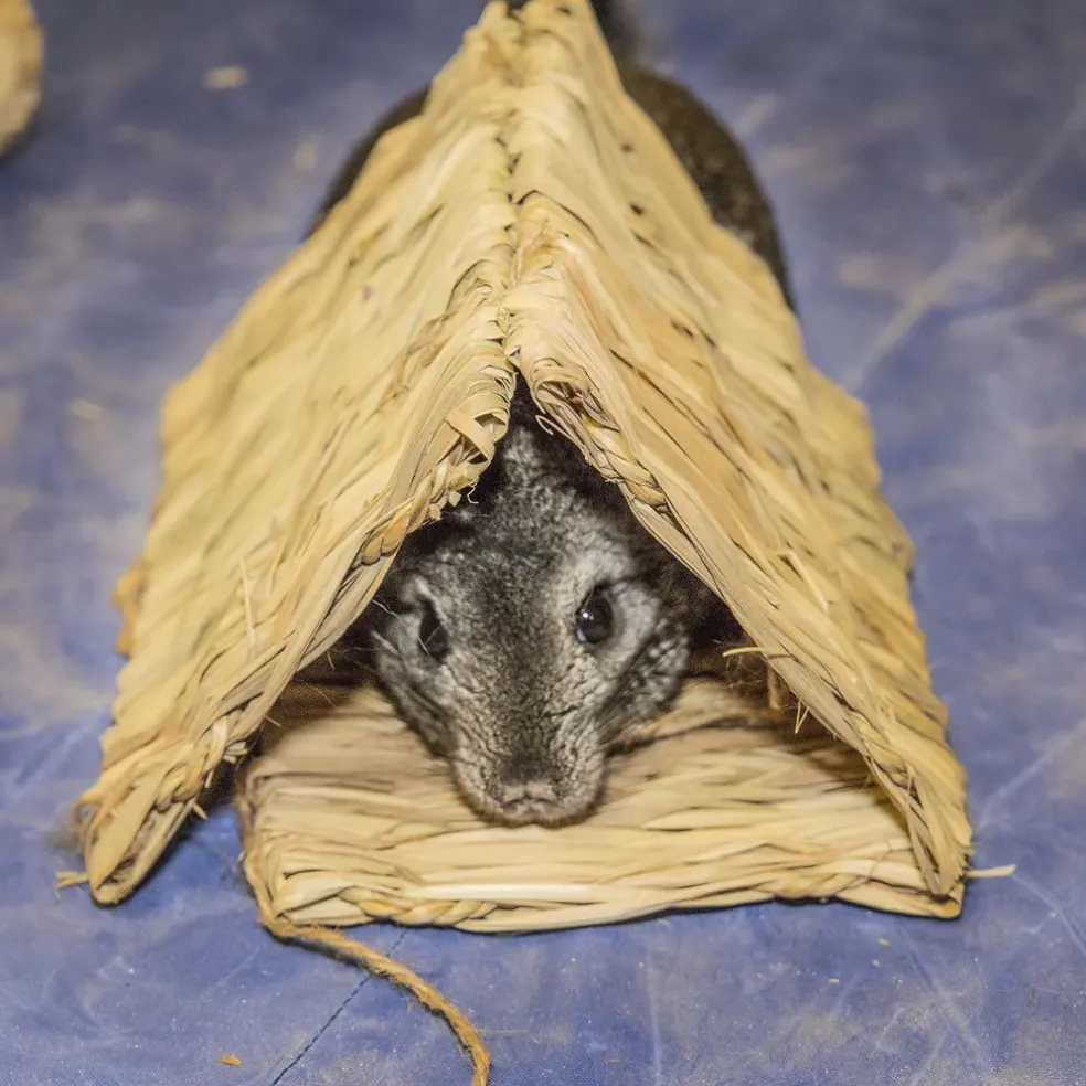 Ware Multi-Mat for Small Animals