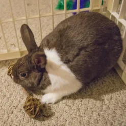 Ware Willow Barbell Toy for Small Animal, Small