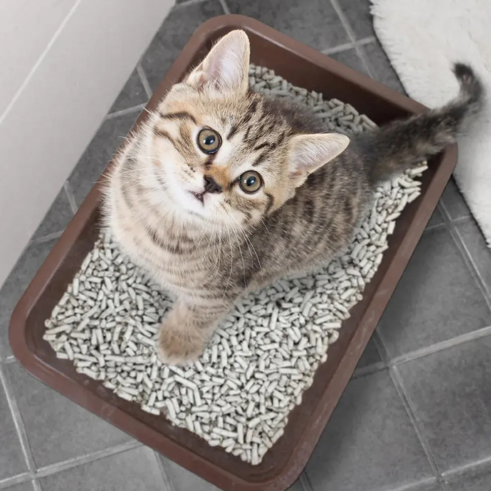 World's Best Cat Litter Breeder Celect, 14 lbs