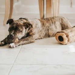 Zippy Paws Burrow Chipmunks 'n Log - Interactive Log Toy for Dogs