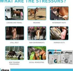 Zylkene Equine Behavior Support for Horses (20 packets)